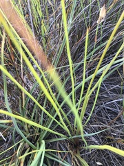 Trachyandra brachypoda