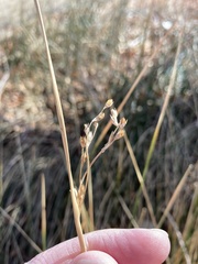 Juncus mexicanus