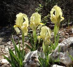 Iris reichenbachii