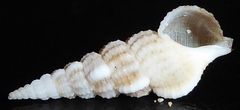 Cerithium rostratum