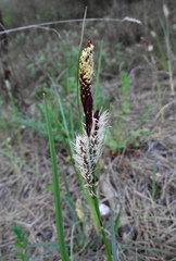 Carex nigra