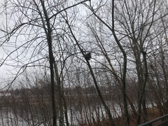 Sciurus carolinensis