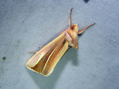 Plusia venusta