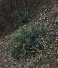 Euphorbia characias