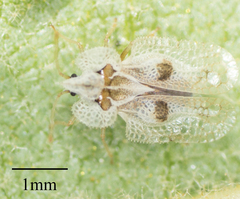 Corythucha confraterna