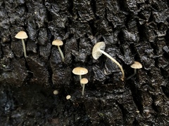 Mycena clavicularis