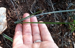 Dipcadi brevifolium