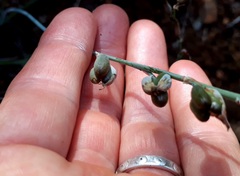Dipcadi brevifolium