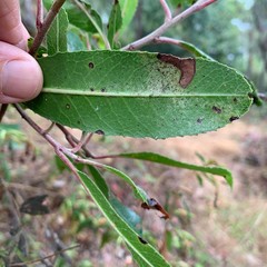 Stigmella heteromelis
