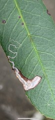 Stigmella heteromelis