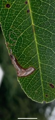 Stigmella heteromelis