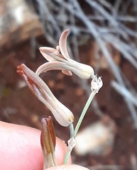 Dipcadi brevifolium