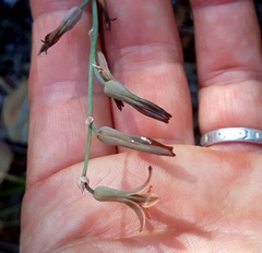 Dipcadi brevifolium