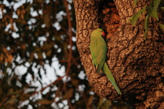 Psittacula krameri