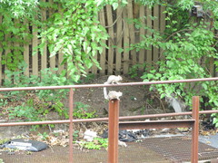 Sciurus carolinensis