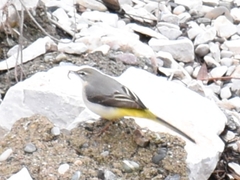 Motacilla cinerea