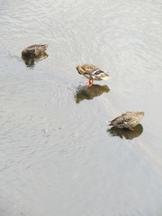 Anas platyrhynchos