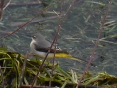 Motacilla cinerea