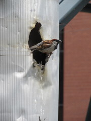 Passer domesticus