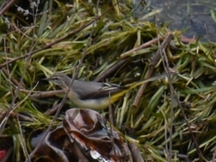 Motacilla cinerea