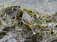 Motacilla cinerea