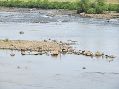 Ardea herodias