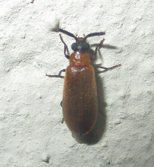 Physciolagria singularicornis