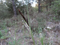 Carex nigra
