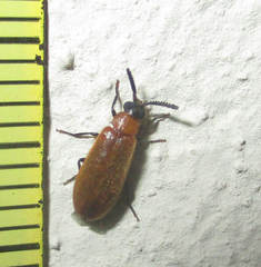 Physciolagria singularicornis