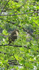 Nycticorax nycticorax