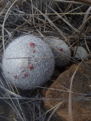 Mammillaria albilanata