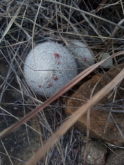 Mammillaria albilanata