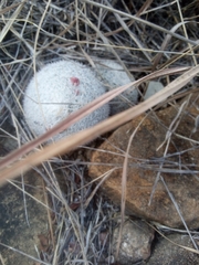 Mammillaria albilanata