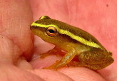 Hyperolius pickersgilli