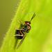 Eucharitidae - Photo (c) Sergio Jansen Gonzalez,  זכויות יוצרים חלקיות (CC BY-NC)