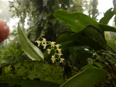 Stelis gelida