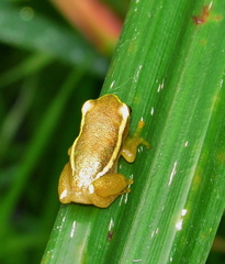 Hyperolius pickersgilli