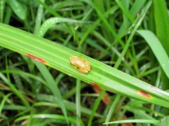 Hyperolius pickersgilli