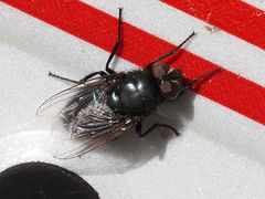 Protophormia terraenovae