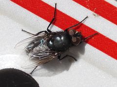 Protophormia terraenovae