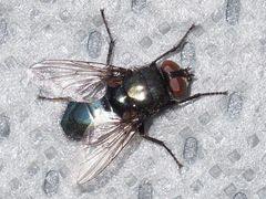 Protophormia terraenovae