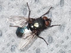 Protophormia terraenovae