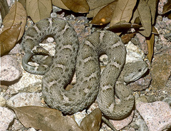 Crotalus willardi obscurus