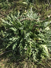 Engelmannia peristenia