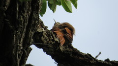 Lepidocolaptes angustirostris