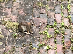 Sylvilagus floridanus