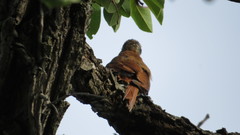 Lepidocolaptes angustirostris