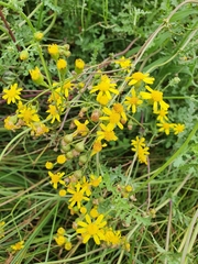 Senecio laevigatus