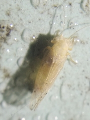 Ciriacreminae