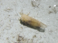 Ciriacreminae